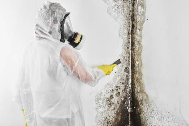 Best Mold Remediation  in Asheboro, NC