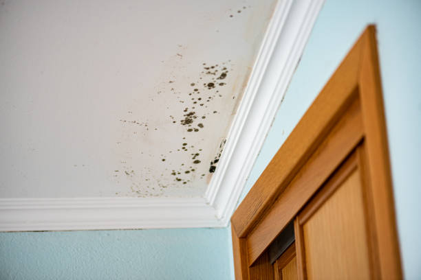 Best Local Mold Removal Service  in Asheboro, NC