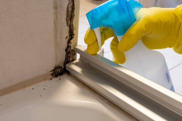 Best Commercial Mold Removal  in Asheboro, NC