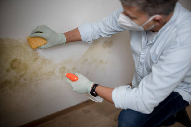Best Mold Cleaning Services  in Asheboro, NC
