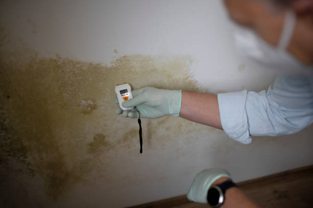 Trusted Asheboro, NC Mold Removal Experts