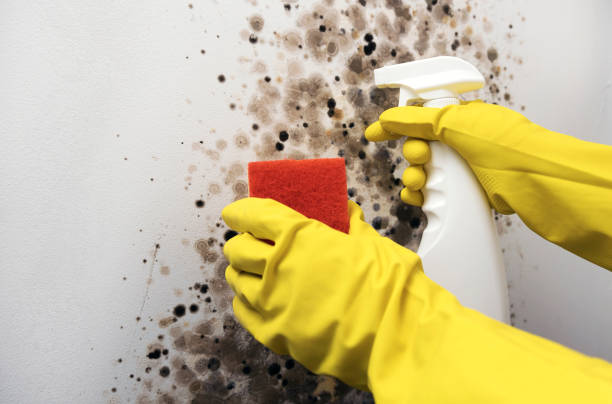 Best Fast Mold Removal  in Asheboro, NC
