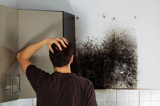 Best Mold Removal Company Near Me  in Asheboro, NC