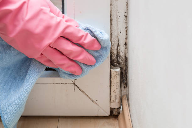 Mold Testing and Removal in Asheboro, NC